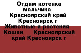 Отдам котенка мальчика - Красноярский край, Красноярск г. Животные и растения » Кошки   . Красноярский край,Красноярск г.